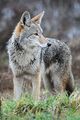 400px-Coyote by Rebecca Richardson.jpg